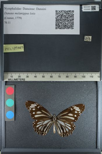 Media type: image;   Entomology 165680